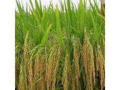 高产水稻
