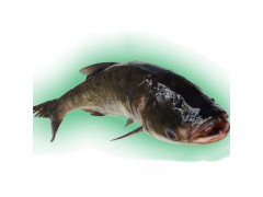 养殖场批发新鲜水产 鲜活海鲜 活鱼鲢鱼