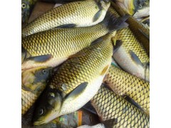 长期供应鲜活鲤鱼 肉质细腻 农放鱼塘放养 批发价格优惠