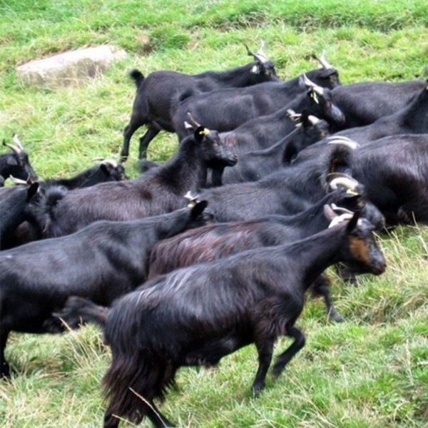 供应农家散养黑山羊 肉质鲜美 健康