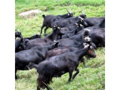 供应农家散养黑山羊 肉质鲜美 健康