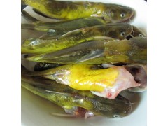 农家鱼塘 野生长黄丫头 黄颡鱼 新鲜 鱼