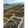 优惠批发水产4两5斤鲜活海鲜水产海蛎子乳山牡蛎乳山生蚝鲜活