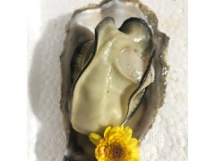 新鲜乳山牡蛎鲜活海产品 带壳牡蛎 金品牡蛎 3.5+ 10斤装 一件代发