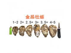 （牡蛎供应）乳山牡蛎 乳山生蚝供应金品牡蛎带壳牡蛎 1-2两5斤装 一件代发