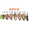 （牡蛎供应）乳山牡蛎 乳山生蚝供应金品牡蛎带壳牡蛎 1-2两5斤装 一件代发