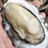 产地直供生蚝批发鲜活海鲜牡蛎带壳烧烤专用水产现捞现发新鲜海蛎