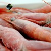 俄罗斯北极甜虾 带壳甜虾 个大籽饱满 刺身即食甜虾 冷冻虾 1000g