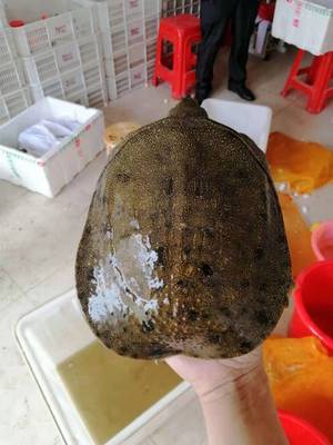 外塘甲鱼 生态甲鱼 淡水养殖场水产生鲜甲鱼 1.5-2斤公鱼