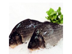 平罗县鑫瀚渔业出售优质草鱼