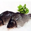 玲峰水产养殖优质草鱼 肉质鲜美