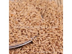厂家供应农家小麦五谷杂粮 批发食用小麦粒 按斤散装
