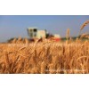 厂家直销批发五谷杂粮小麦 筛选小麦按斤散装 面粉酿制原料