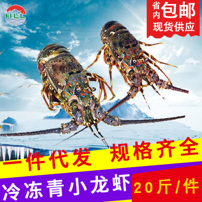 海鲜越南小青龙 冰鲜青龙 喜宴大龙虾进口水产品食品批发厂家直供