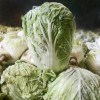 供应 天然大白菜优质一等 0.4元每斤