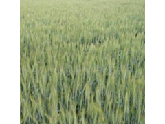 供应优质高产小麦新品种