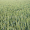 供应优质高产小麦新品种