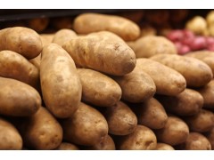 汶上县瑞盛种植农民专业合作社专业种植马铃薯