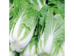 供应 新鲜蔬菜优质白菜