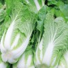 供应 新鲜蔬菜优质白菜