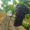 山东 产地直发 大红葡萄
