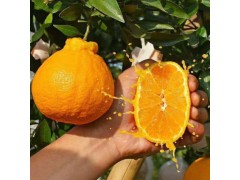 【X25】丑橘不知火1斤 新鲜丑八怪橘子当季水果