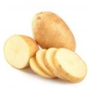 供应绿色农产品蔬菜 土豆 新鲜出口级马铃薯