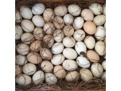 種蛋批發 種蛋孵化 種雞蛋 烏雞 綠殼雞蛋批發