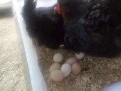 （虫子）厂家直供新鲜土鸡蛋 天然环保鸡蛋