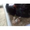 （虫子）厂家直供新鲜土鸡蛋 天然环保鸡蛋