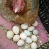 纯正土鸡蛋种蛋受精蛋高产土鸡种蛋受精卵可孵化小鸡