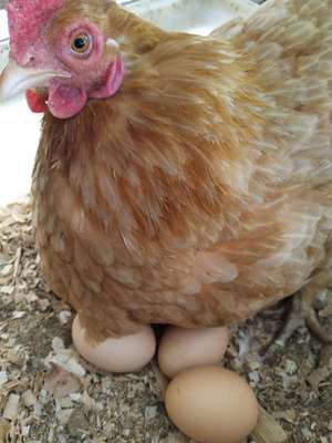 （山鸡）厂家直供 新鲜鸡蛋禽蛋土鸡蛋 安全健康