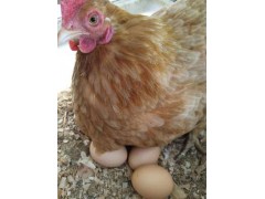 （山鸡）厂家直供 新鲜鸡蛋禽蛋土鸡蛋 安全健康