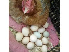 （散养）产地直供 散养土鸡蛋 鸡蛋批发山林价格实惠 货源充足