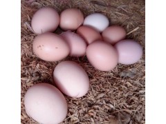 量大从优 新鲜健康 鸡蛋 营养 批发 农家土鸡蛋