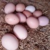 量大从优 新鲜健康 鸡蛋 营养 批发 农家土鸡蛋