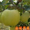 当年结果盆栽地栽庭院果树苗苹果金冠美国品种又名金帅黄香蕉苹果