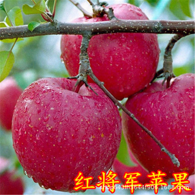 直销瑞士红肉苹果苗红色之爱11906果树苗盆栽地栽四季种植水果