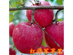 直銷瑞士紅肉蘋果苗紅色之愛11906果樹苗盆栽地栽四季種植水果