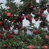 牧藤一号嫁接苹果树苗庭院盆栽地栽南北方种植红富士矮化苹果树苗