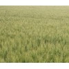 供应 特色农业种子绿小麦农大3588-2