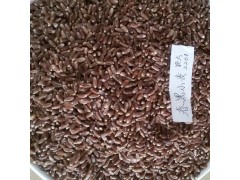 供应高产量春小麦种子 春黑小麦种子农大2201