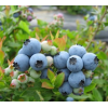 批发蓝莓苗 地栽盆栽水果种苗 规格齐全品种正宗脱毒蓝莓苗特价