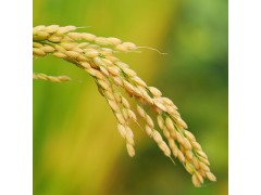 供应水稻 农家五谷杂粮 颗粒饱满 批发零售量大可优