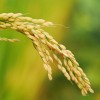 供应水稻 农家五谷杂粮 颗粒饱满 批发零售量大可优