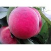 厂家出售 毛桃**品种果树苗 大果型产量超越2号桃果树苗