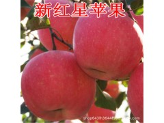 果农直销星苹果苗越南牛奶果苗盆栽果树苗实生苗当年结果进口果树