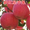 果农直销星苹果苗越南牛奶果苗盆栽果树苗实生苗当年结果进口果树