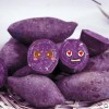 现挖新鲜紫薯番薯原生态地瓜红薯香薯紫芋头农家特产5斤包邮