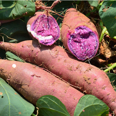 新鲜紫薯 紫心红薯 紫番薯 紫地瓜 山东地瓜 农家